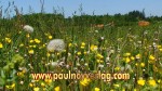 23.05.2010 15.40.51_biere10_pn_DSC01659.JPG